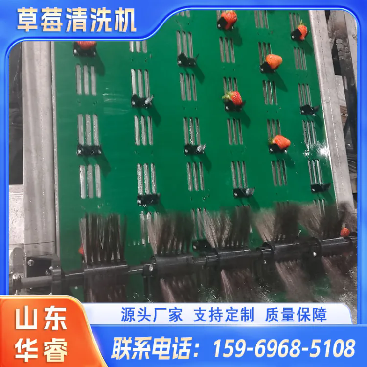 草莓清洗去蒂机 全自动大型清洗线 商用清洗加工设备